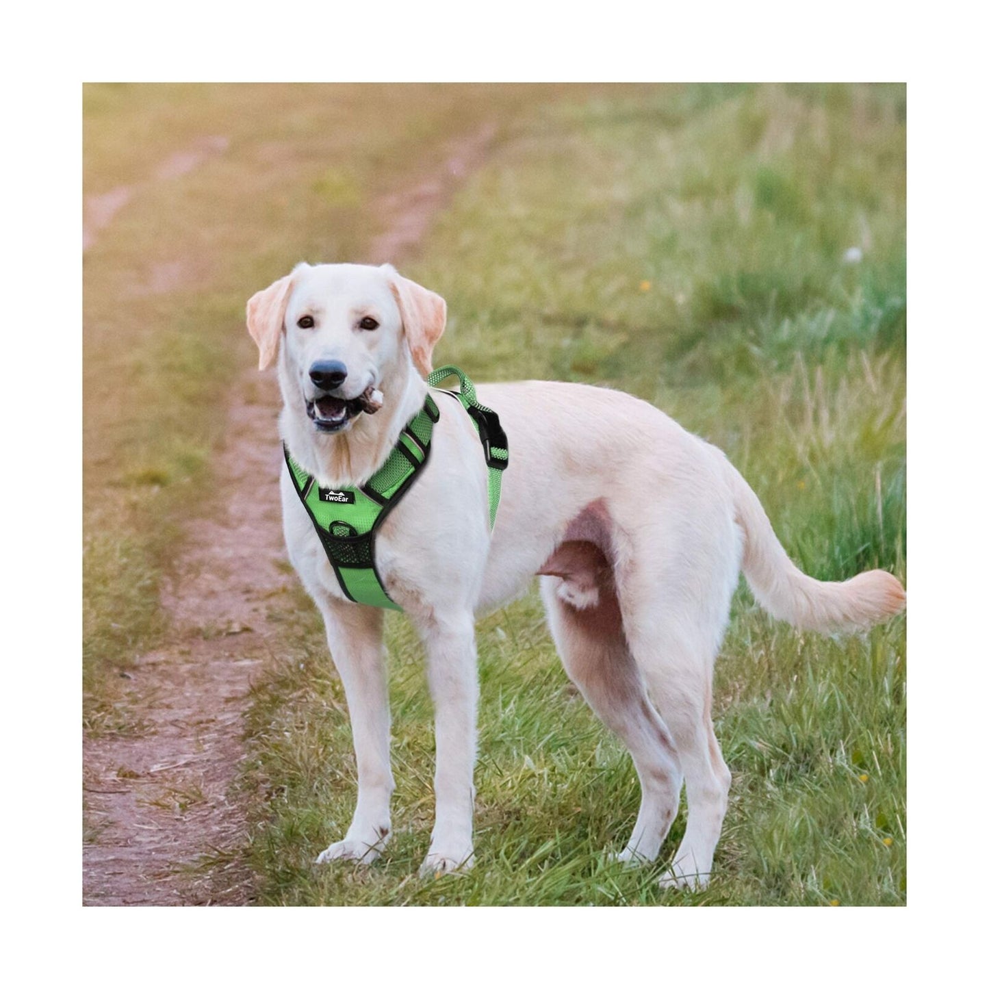 Premium Dog Harness No Pull With Sturdy Handle 2 Lead Attachments Dogs Vest Reflective/Lighted in Green